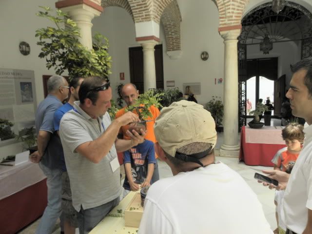 I MUESTRA SOLIDARIA BONSAI LA AXARQUIA (FOTOS).- - Página 3 DSCN0067