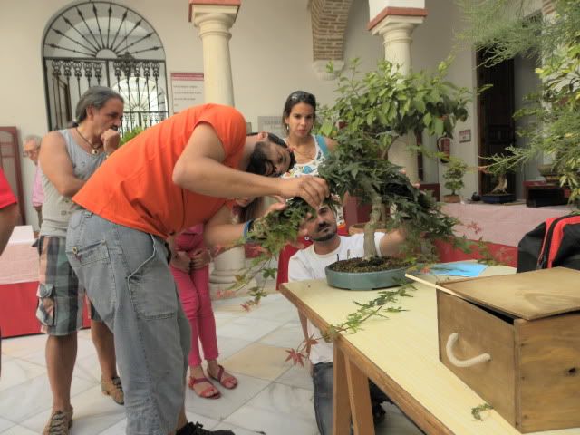 I MUESTRA SOLIDARIA BONSAI LA AXARQUIA (FOTOS).- - Página 3 DSCN0089