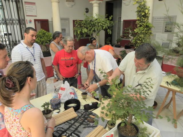 I MUESTRA SOLIDARIA BONSAI LA AXARQUIA (FOTOS).- - Página 3 DSCN0090