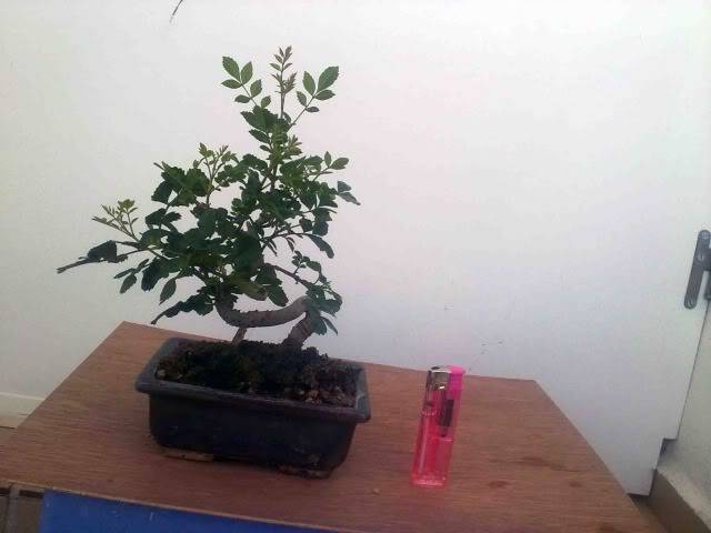 I MUESTRA SOLIDARIA DE BONSAI DE LA AXARQUÍA 13052012354