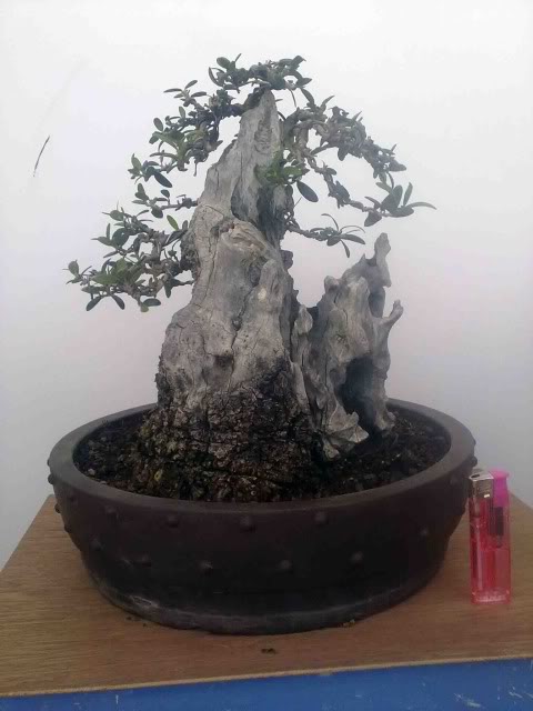 I MUESTRA SOLIDARIA DE BONSAI DE LA AXARQUÍA 13052012361