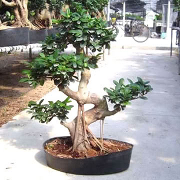 Duda sobre las raices del Ficus 233Ficus20Microcarpa20Ginseng