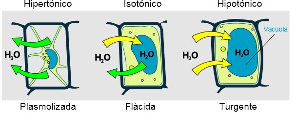 LA GLUCOSA BEBIDA ENERGÉTICA para nuestros bonsais y plantas - Página 5 Turgor_pressure_on_plant_cells_diagram-es