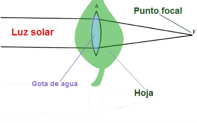 LA GLUCOSA BEBIDA ENERGÉTICA para nuestros bonsais y plantas - Página 5 Efecto_lupa