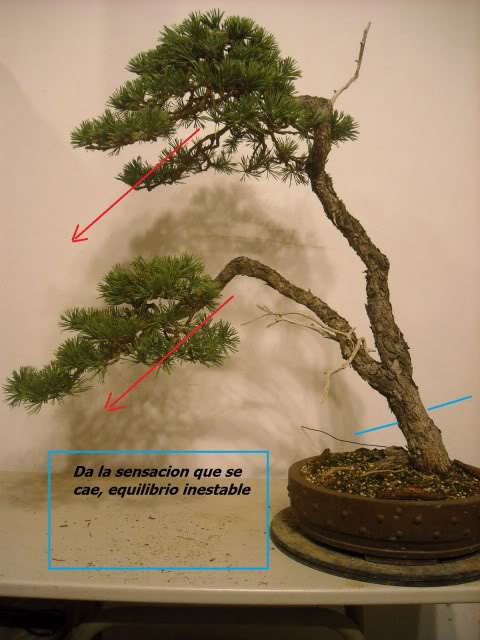 Pinus sylvestris bunjin Sylvestrisbunjinmendigu1