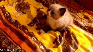 Gif thread Cute-frightened-kitty