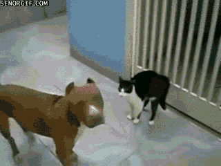 Gif thread Funny-gifs-the-cat-unleashed