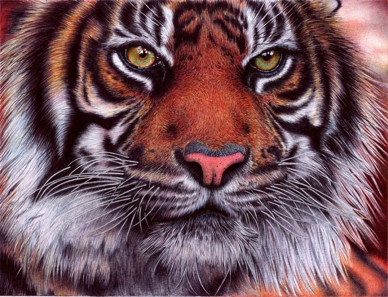 FORUMSHIRE ART GALLERY - Page 7 Tiger___bic_ballpoint_pen_by_vianaa-1