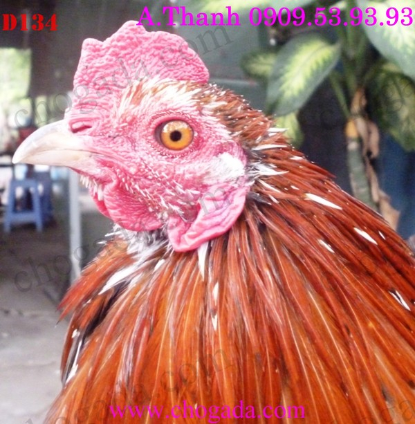 Cung cấp gà đá bổn tốt các loại 19/2/2014 D134c_zps81be87e4