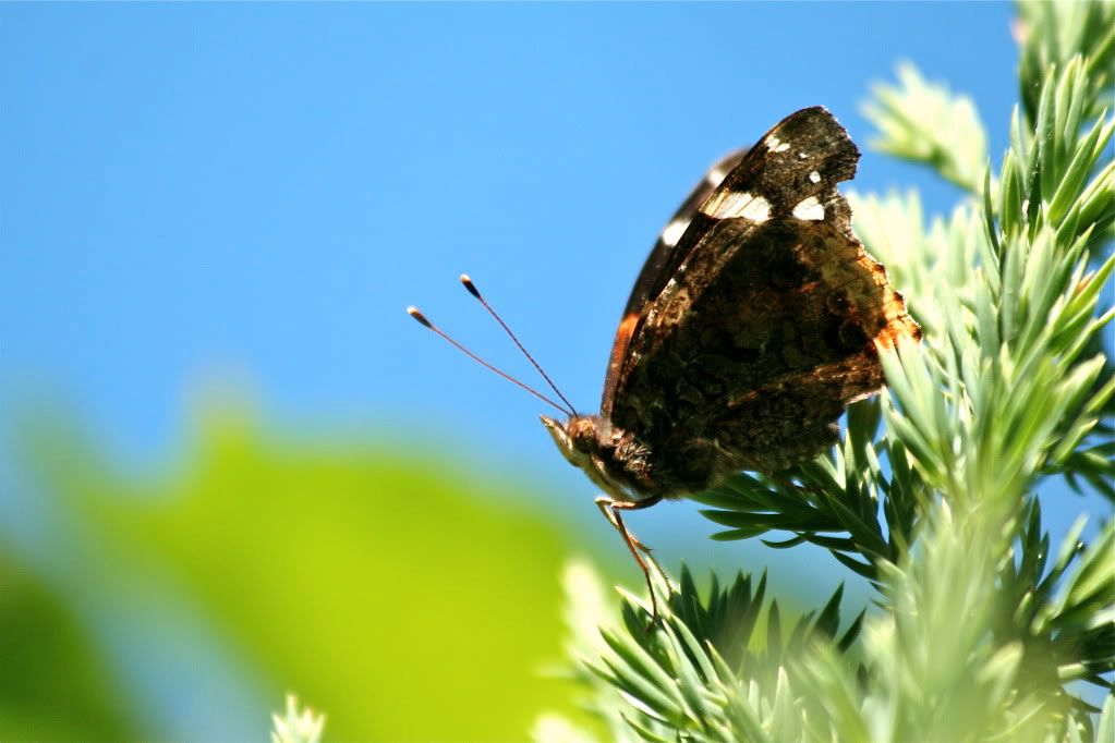 Fleurs et papillons....et libellule! IMG_5833