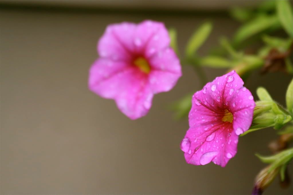 Fleurs et papillons....et libellule! IMG_6699