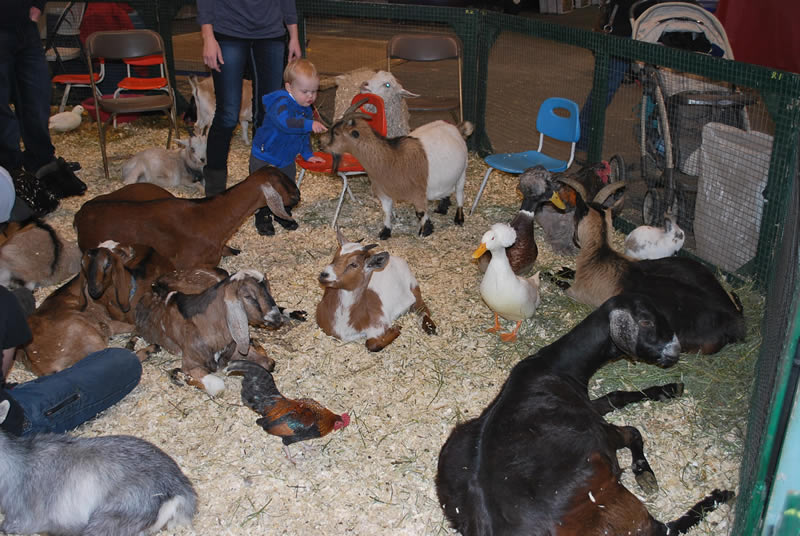 CHB Provincial show pictures DSC_2067_zps78f15a83