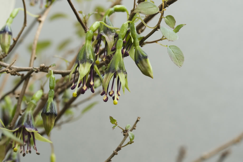 Fuchsia perscandens Fperscandens44img2080410