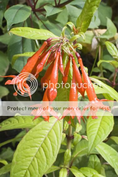 Fuchsia lehmannii FuchsialehmanniiS010310