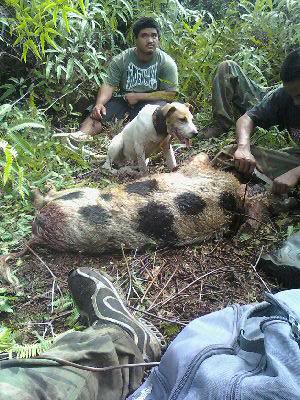 Big Island Boars... 100327_143048