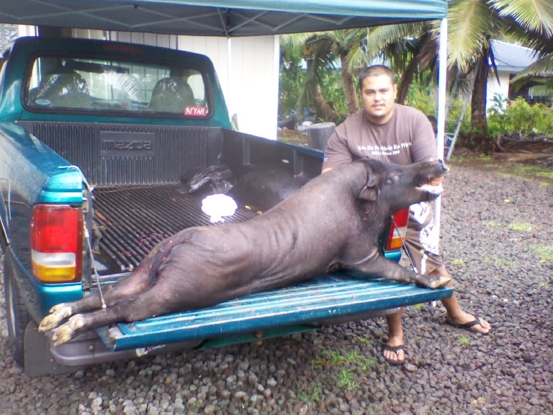 Big Island Boars... P052010011