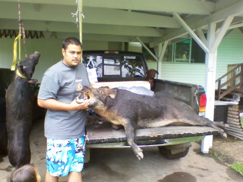 Big Island Boars... P061110007