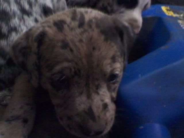 Catahoula/Bull Pups for SALE Catahoula3