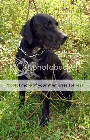 Apollo croisé labrador male noir de 8 ans en FA RESCUE LAB DSC00030