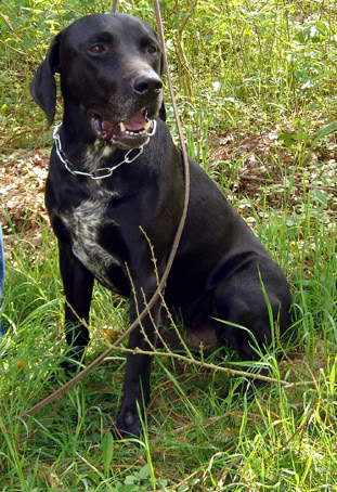 Apollo croisé labrador male noir de 8 ans en FA RESCUE LAB DSC00032