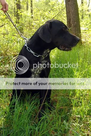 Apollo croisé labrador male noir de 8 ans en FA RESCUE LAB DSC00033