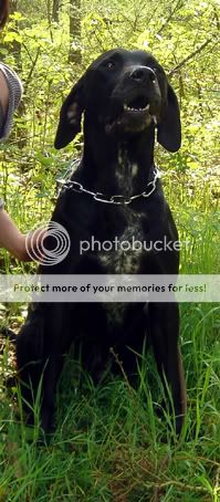 Apollo croisé labrador male noir de 8 ans en FA RESCUE LAB DSC00034