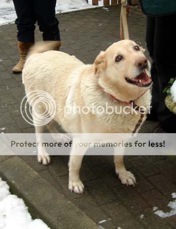 URGENT Livia X labrador femelle sable née en 1999 se laisse aller Livia1