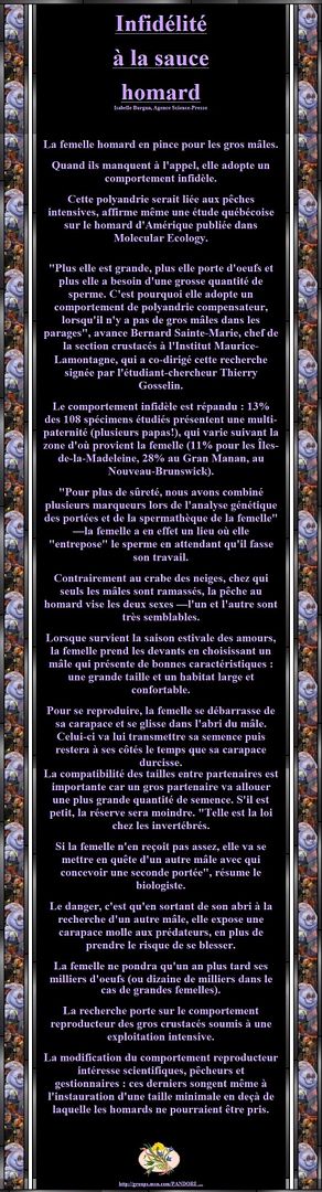 L'INFIDELITE DU HOMARD - QUAND IL MANQUE A L'APPEL ELLE ADOPTE UN COMPORTEMENT INFIDELE Sanstitre15-2