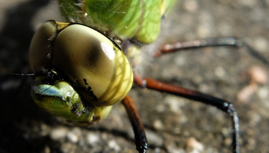 Sigma 150/f.2,8 macro PH2