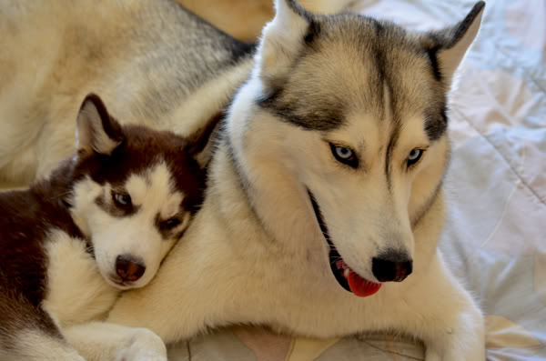 Ginger and Storm's Husky Slumber Party 13