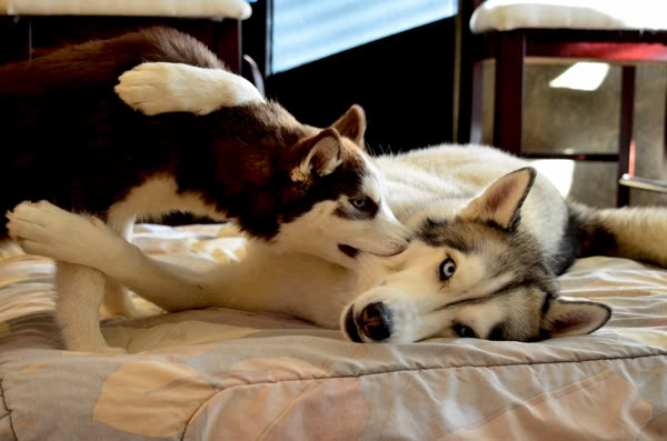 Ginger and Storm's Husky Slumber Party 2
