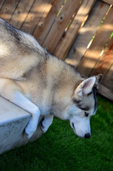 Ginger and Storm's Husky Slumber Party 20