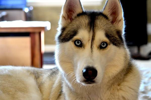 Ginger and Storm's Husky Slumber Party 3