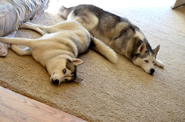 Ginger and Storm's Husky Slumber Party 9