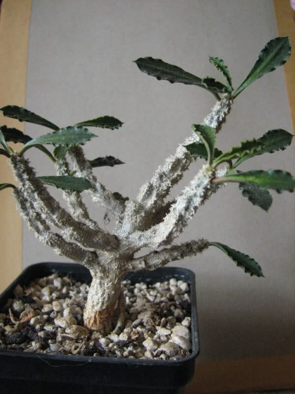 Unsere Euphorbien in Bildern Euphorbiacap-saintermariensis1-