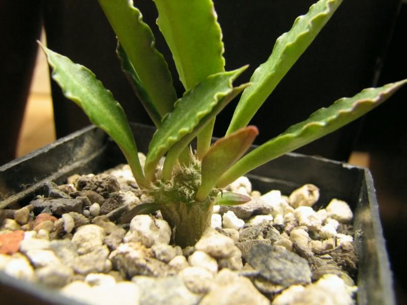 Unsere Euphorbien in Bildern Euphorbiatulearensi1-1