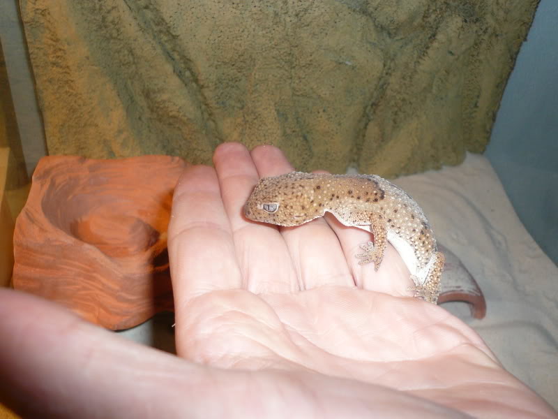quelques geckos sympas P1010148