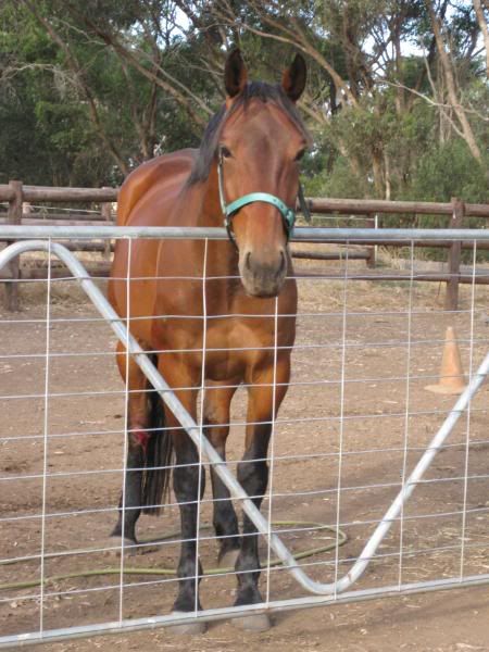 Pics of Freddy including his leg injury Freddy2