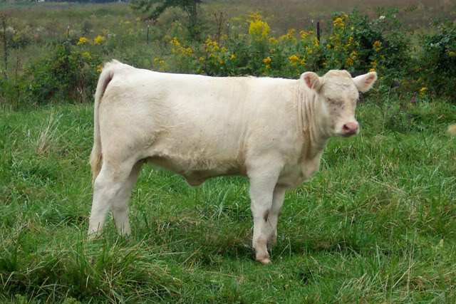 A case for stabalized lines and crossbreeding Charheifer2-2010