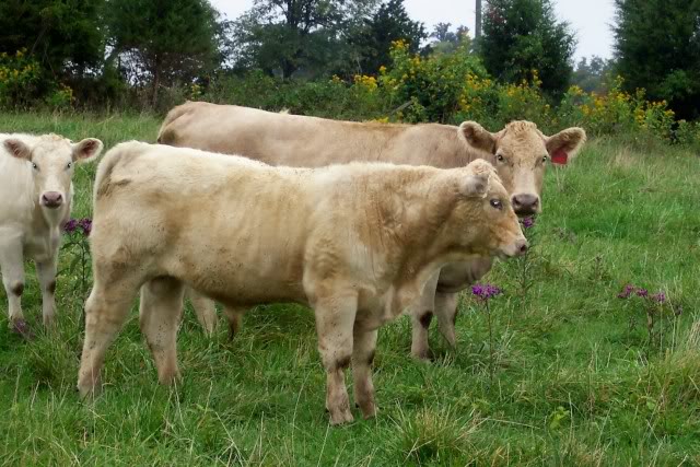 A case for stabalized lines and crossbreeding Charxbull2010