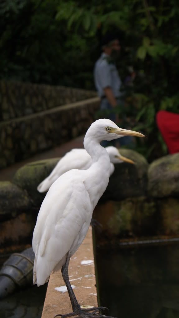  234 Live Form Malaysia -- KL Tower & KL Birds Park || & My Favorite shoot ... Part 3  DSC01872