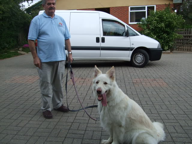 Maddison; 4 year old white GSD DSCF7120