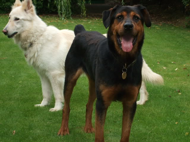 Jason, Rottie/gsd x homed DSCF7200