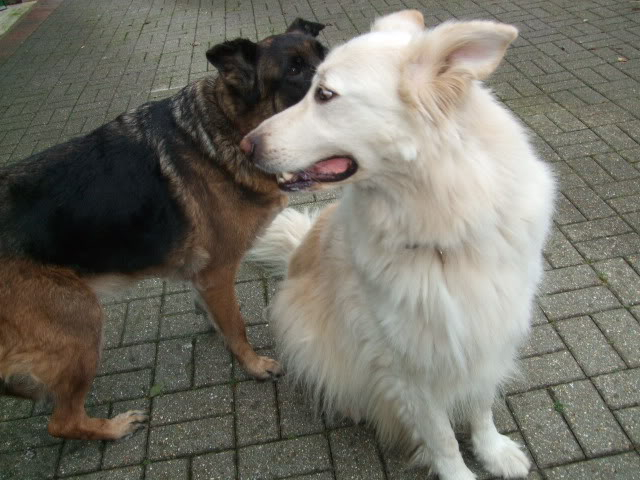 Sabre 5yr old white boy Homed DSCF7991