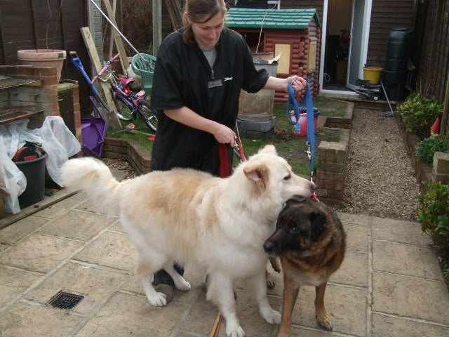 Sabre 5yr old white boy Homed DSCF7998