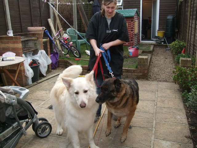 Sabre 5yr old white boy Homed DSCF7999