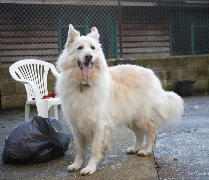 Sabre 5yr old white boy Homed HB3S2171