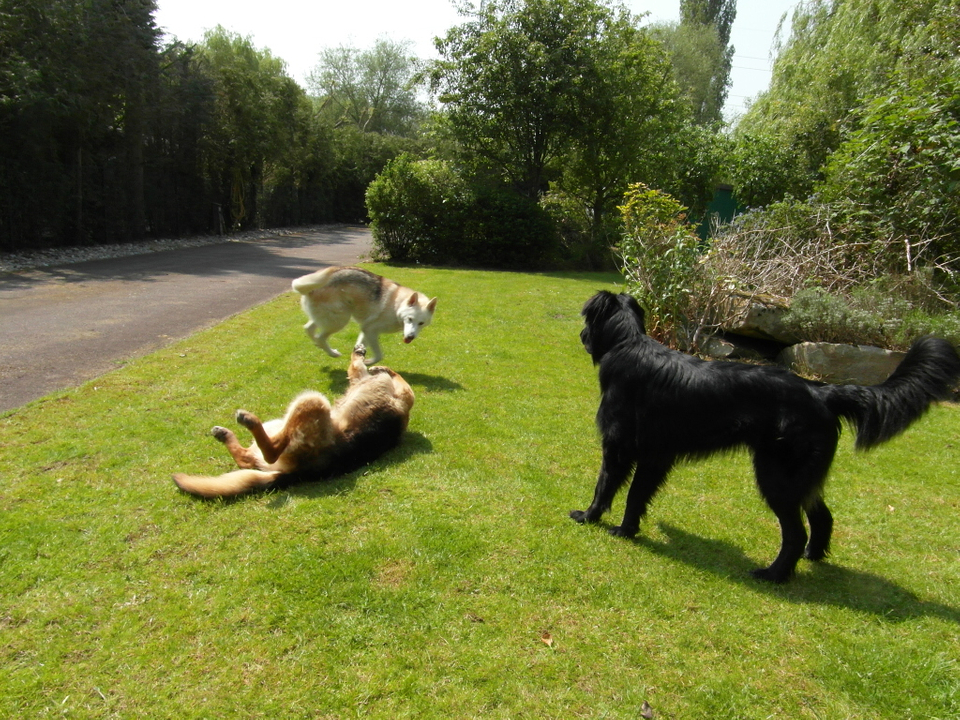 BRUCE gorgeous GSD x Collie homed SAM_1061