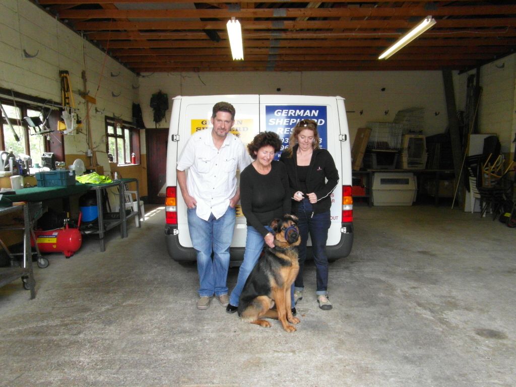 Seamus - GSDxRottie pup homed SAM_1161