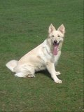 Ellie, Beautiful White German Shepherd Homed Th_DSC01342